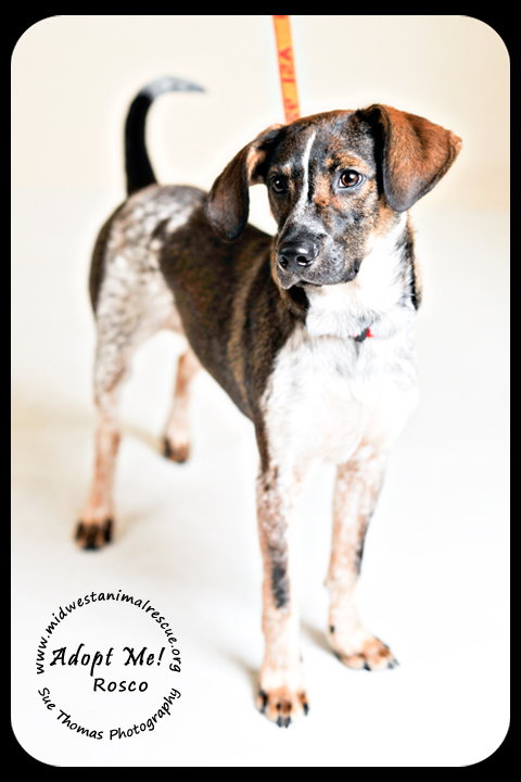 Rosco Puppy