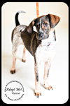 Rosco Puppy