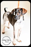 Rosco Puppy