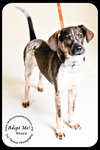 Rosco Puppy