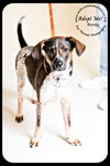 Rosco Puppy