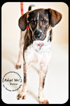 Rosco Puppy