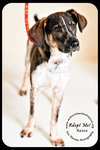 Rosco Puppy