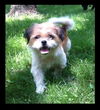 Gordie