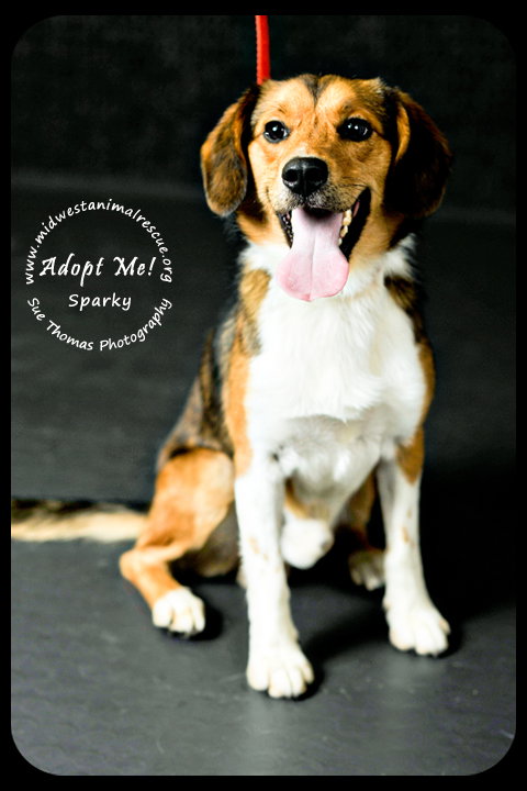 Sparky