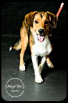 Sparky