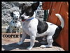 Cooper
