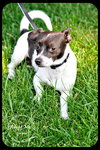 Cooper
