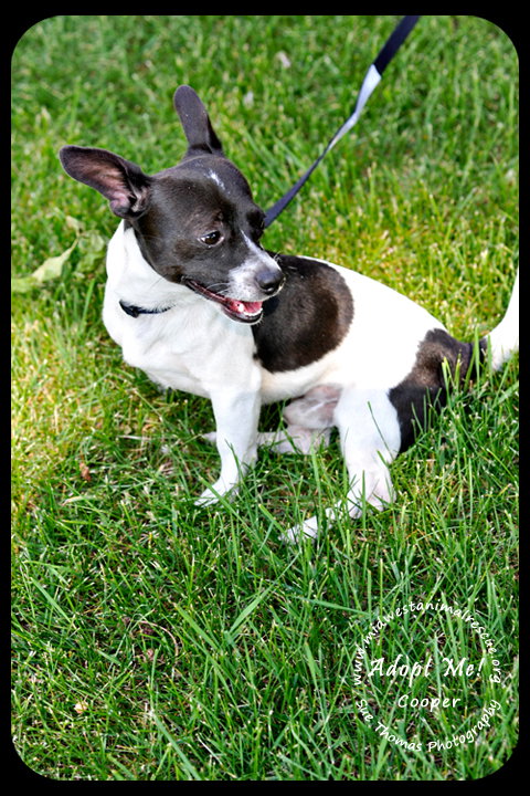 Cooper