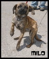 Milo