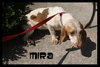 Mira