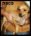 Disco