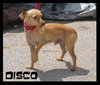 Disco