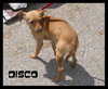 Disco