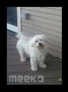 Meeko