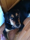 Tucker