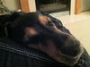 Tucker
