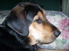 Tucker
