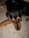 Tucker