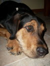 Tucker