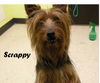 Scrappy