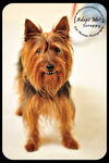 Scrappy
