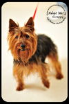 Scrappy