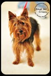 Scrappy
