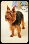 Scrappy