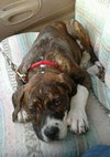 Brutus