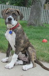 Brutus