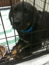 August-Puppy