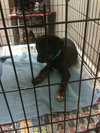 August-Puppy