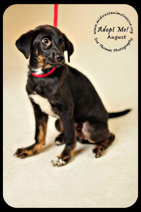 August-Puppy