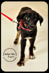 August-Puppy