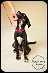 August-Puppy