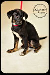 August-Puppy