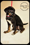 August-Puppy