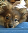 Carmel-Puppy
