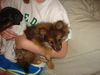Carmel-Puppy