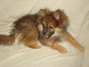 Carmel-Puppy