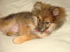Carmel-Puppy