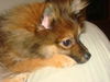 Carmel-Puppy