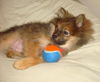 Carmel-Puppy
