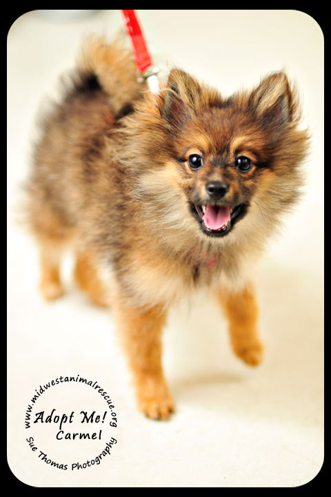Carmel-Puppy