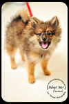 Carmel-Puppy