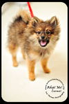 Carmel-Puppy