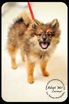 Carmel-Puppy