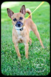 Bunny