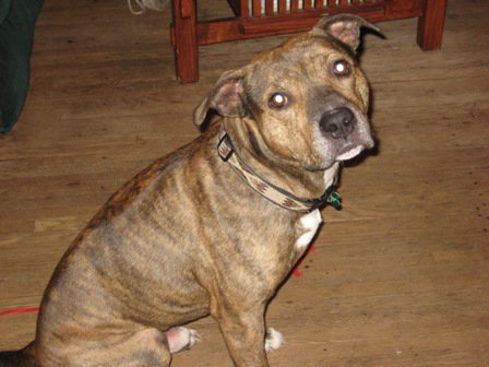 Bruno